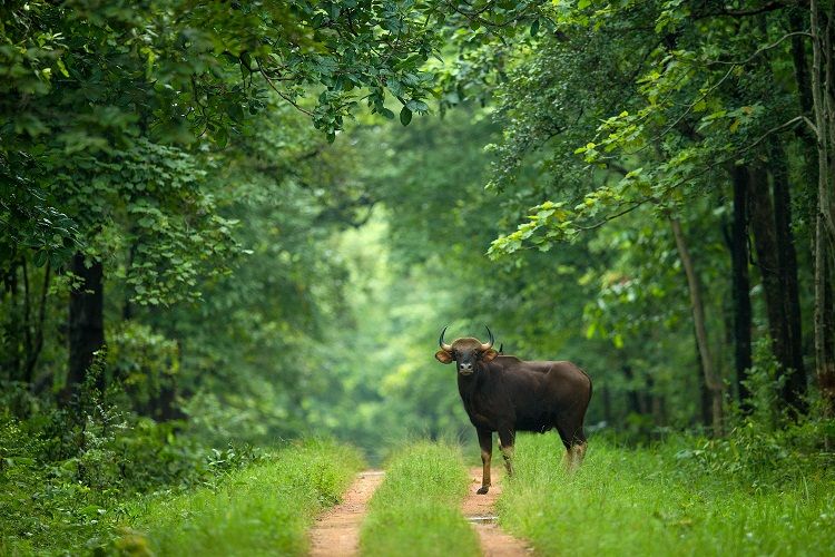 Barda Wildlife Sanctuary