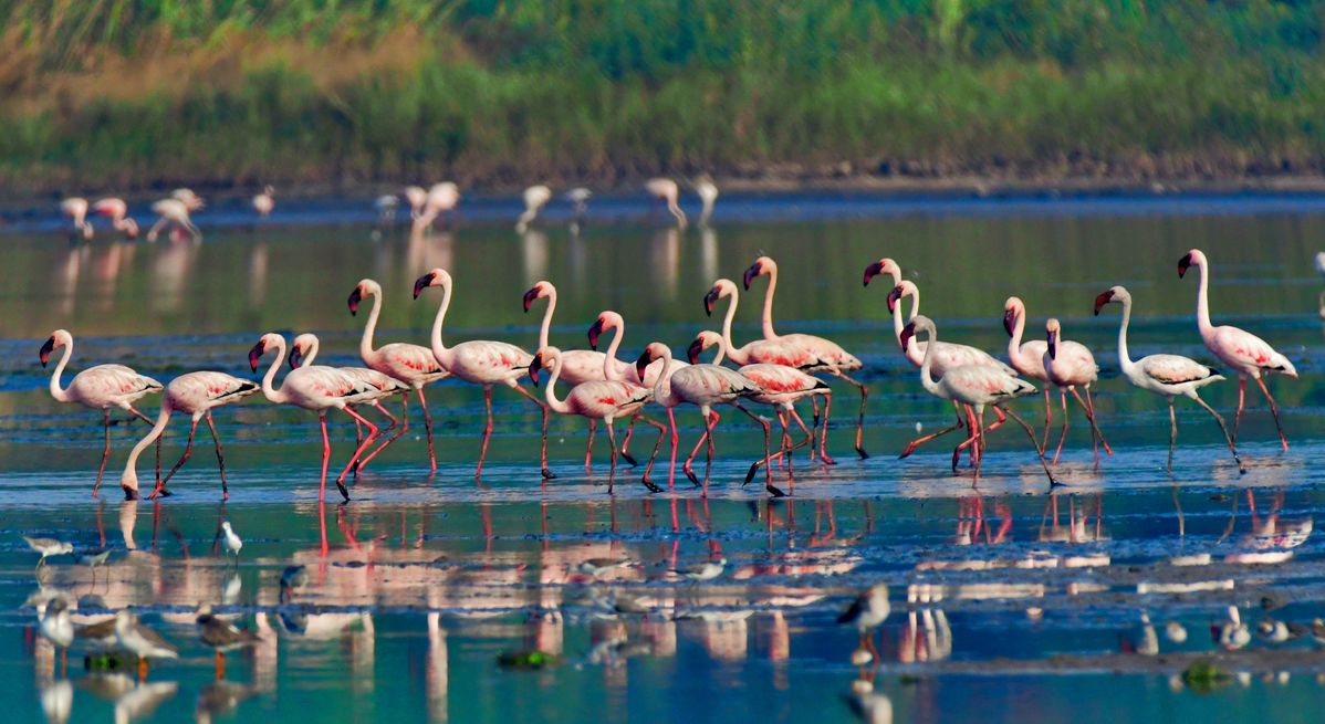 Khijadiya Bird Sanctuary